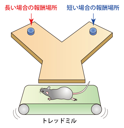 ラットの行動実験課題の図