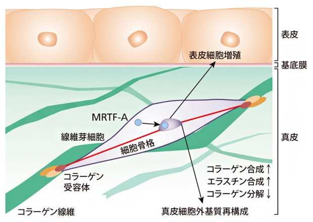 皮膚のハリをつくり出している真皮の構造の図