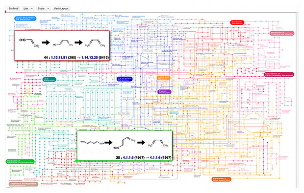 BioProVが示す候補経路の図