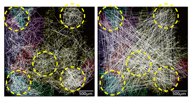 大脳皮質のスモールワールドネットワーク性の図