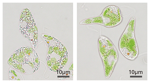 ミドリムシ（微細藻類ユーグレナ）の図
