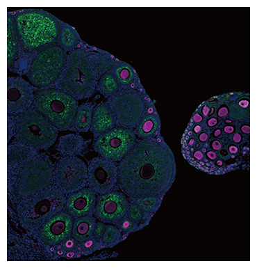 マウスの卵巣の図