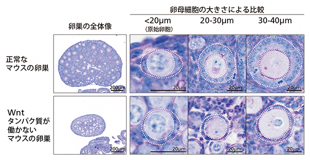 Wntシグナルを抑制した場合の卵巣の表現型の図