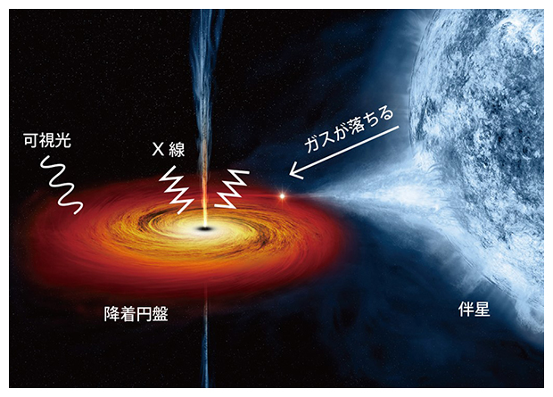 ブラックホールに伴星から物質が流れ込むイメージの図