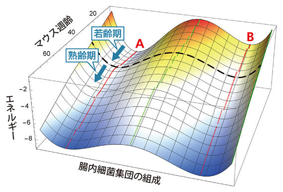 マウス腸内細菌集団の安定性を示す「地形」の図