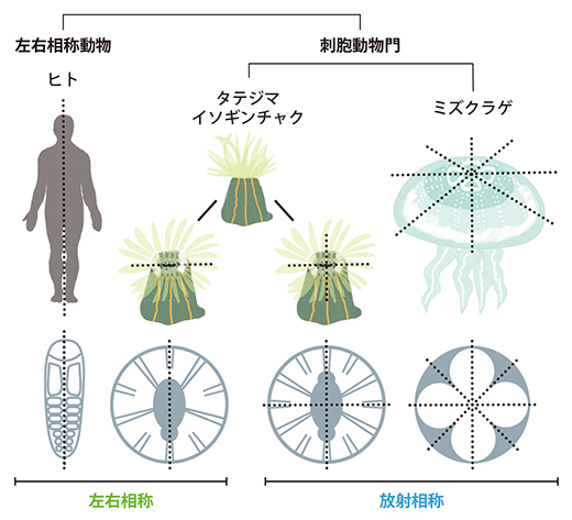 ヒト、タテジマイソギンチャク、ミズクラゲの体の構造の図