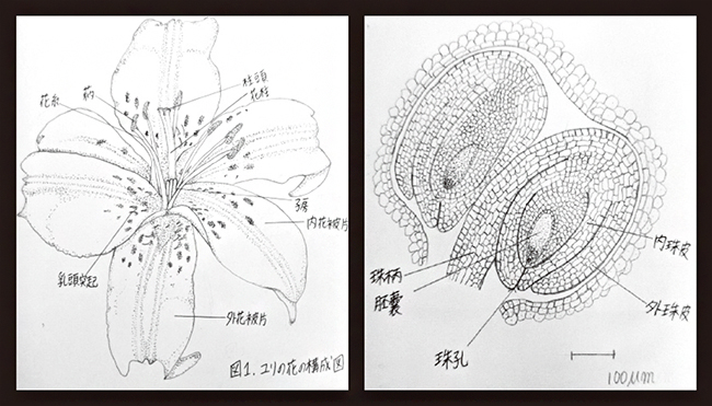 大学で最初の実習のスケッチの図