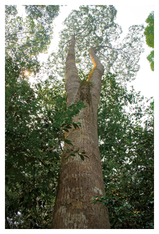 ゲノム解析に使われたフタバガキ科の樹木の図