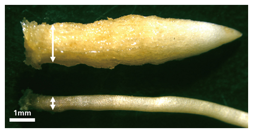 無菌栽培の実験系による塊根の形成実験の写真