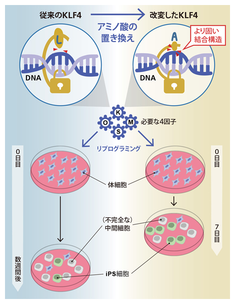 KLF4改変体による高品質iPS細胞作製の効率化の図