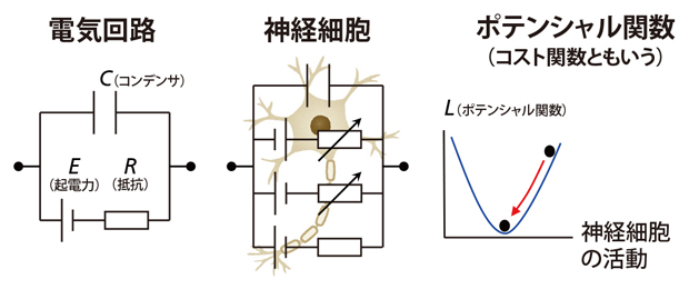 神経細胞と電気回路の図