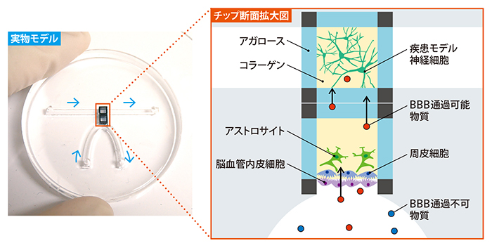 血液脳関門モデルデバイスの図