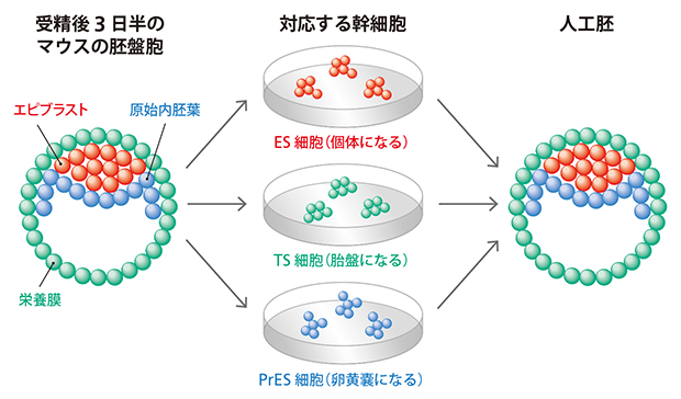 人工胚をつくる仕組みの図