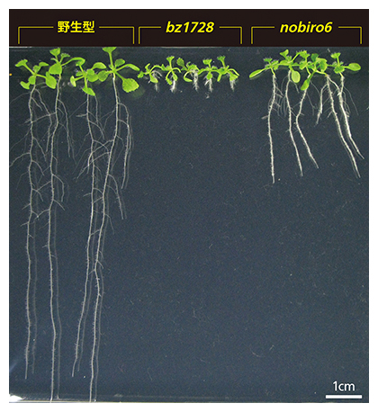 nobiro6株の写真