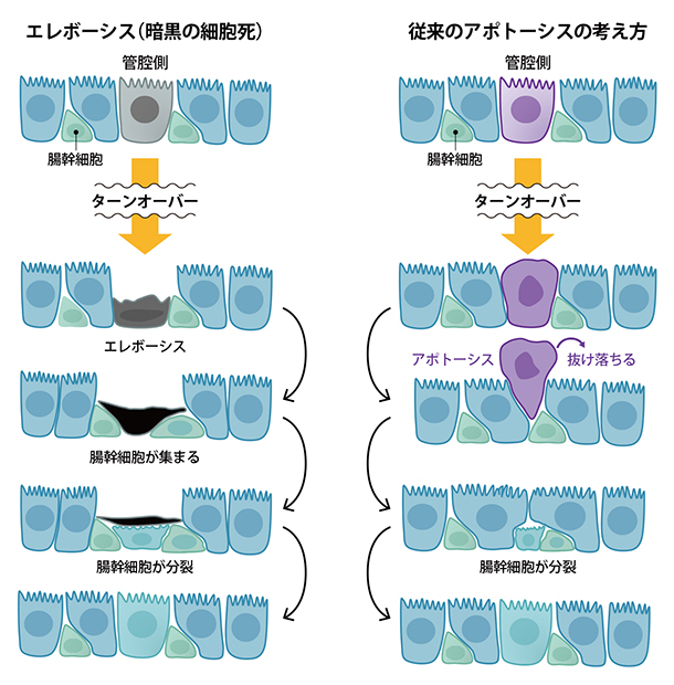 アポトーシスとエレボーシスの図