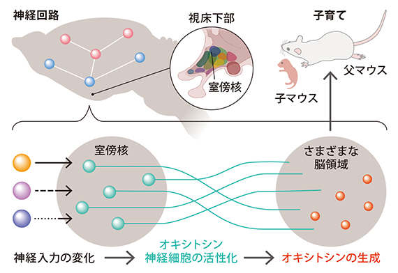 オキシトシンを介した雄マウスの養育行動の図