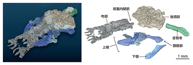 パレオスポンディルスの頭骨（3次元モデル）の図