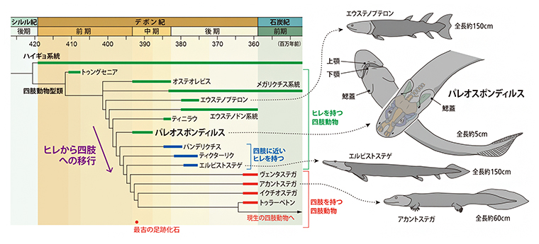 パレオスポンディルスの系統上の位置付けの図