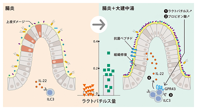 大建中湯の作用機構イメージ図の画像