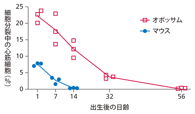 マウスとオポッサムの新生仔の心筋細胞の細胞分裂の図