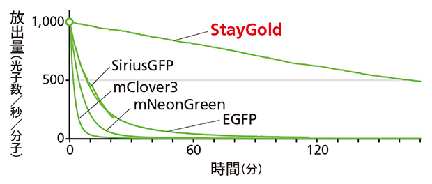 生きた細胞における蛍光タンパク質ごとの蛍光持続時間の図