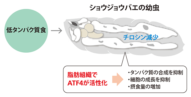 低タンパク質の餌によるショウジョウバエ幼虫の変化の図