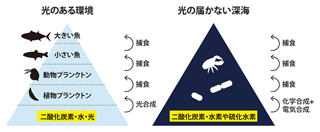 光の有無による一次生産者の違いの図