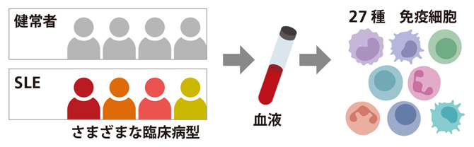 解析に用いたサンプルの図