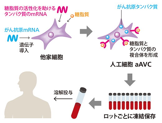 人工細胞aAVC（エーベック）のつくり方と創薬のイメージ図