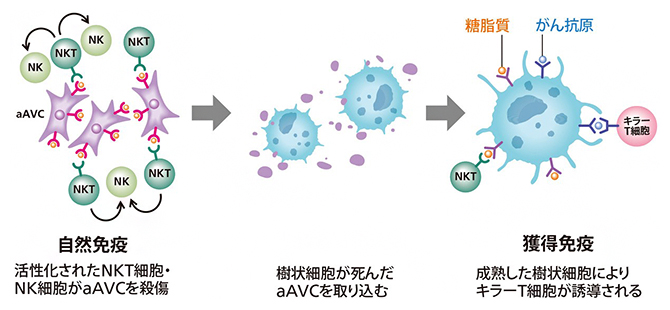 aAVC（エーベック）療法のメカニズムの図