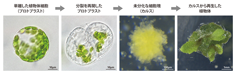 分化した細胞がリプログラミングして植物体を再生するプロセスの図