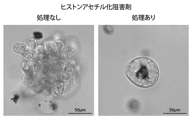 ヒストンアセチル化阻害剤を用いてリプログラミングへの影響を検証の図