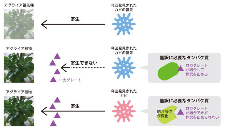 感染をめぐるアグライアとカビの攻防の図