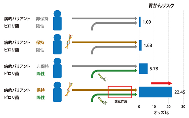 病的バリアントとピロリ菌感染情報を組み合わせて算出した胃がんリスクの図