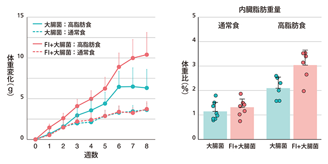 FI定着マウスにおける高脂肪食による肥満の悪化の図