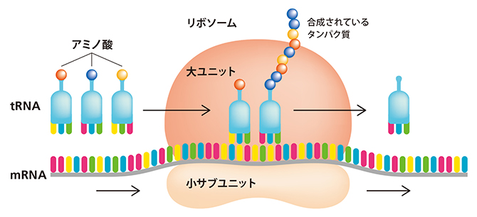 リボソームにおけるタンパク質の合成の図