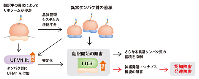 リボソーム上における、翻訳最中にあるタンパク質の品質管理機能不全で認知障害や発達障害が起こる仕組みの図