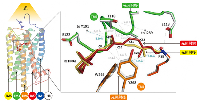 光照射1ピコ秒後のタンパク質の構造変化の図