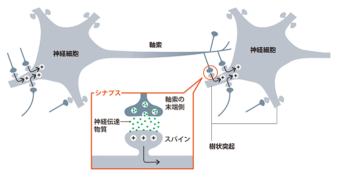 神経細胞とシナプスの図