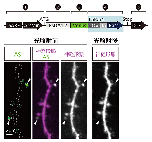 光感受性シナプスプローブ「AS-PaRac1」の巧みなメカニズムの図