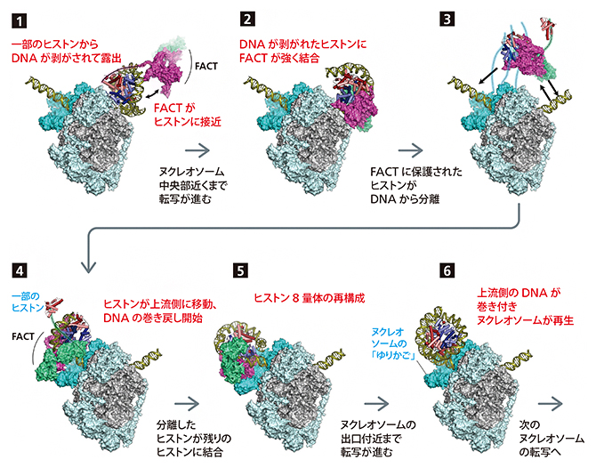 ヌクレオソームの解体と復元の図