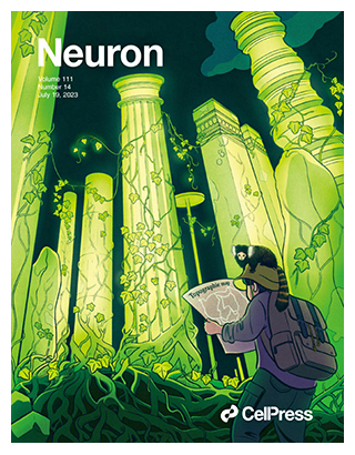 米国科学誌『ニューロン』の表紙を飾ったカラム構造の図