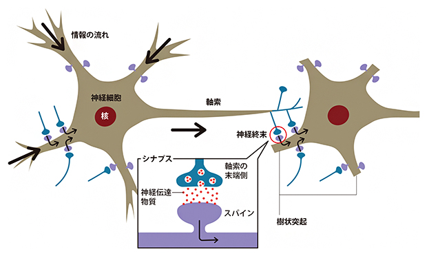 神経細胞間の情報の流れの図