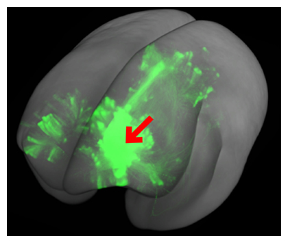 マーモセットの脳に見られたカラム構造の図