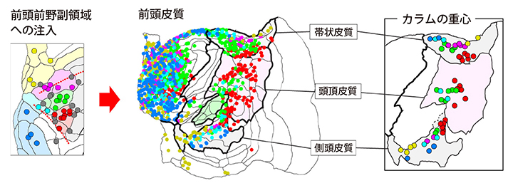 カラムの位置を示すマップの図