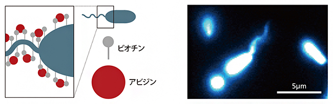 アーキアべん毛の蛍光イメージングの図