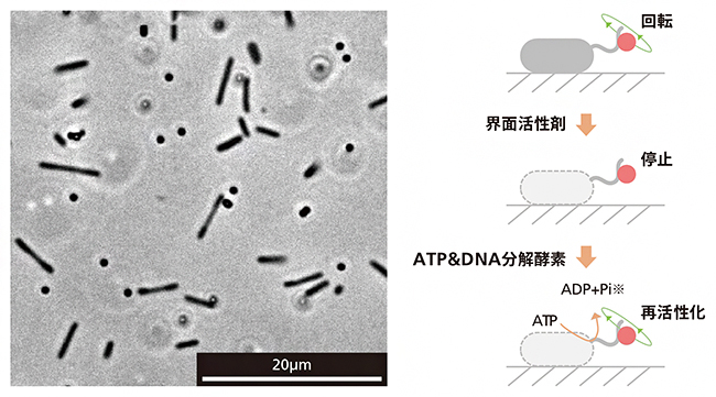 実験手法「ゴースト」の様子の図