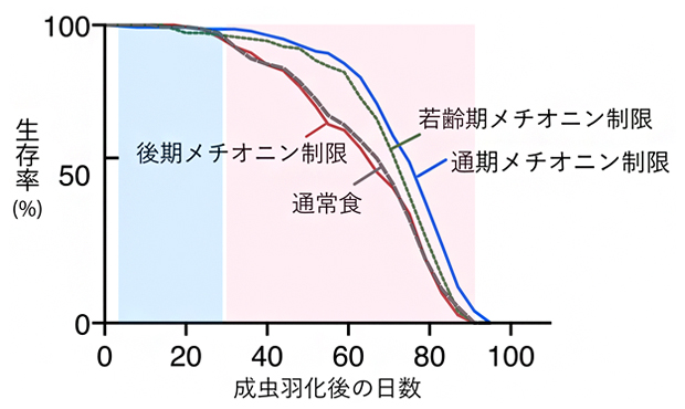 メチオニン制限を行った時期と寿命延長効果の図