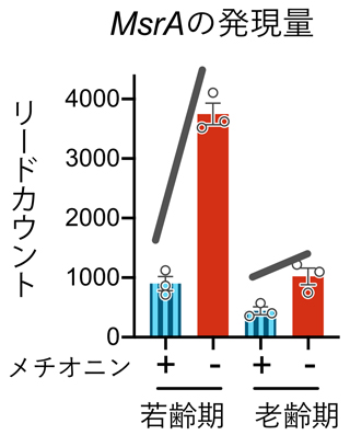 メチオニン制限時期とMsrA遺伝子の発現量の図