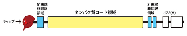 医薬mRNAの構造の図